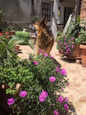 Fido
