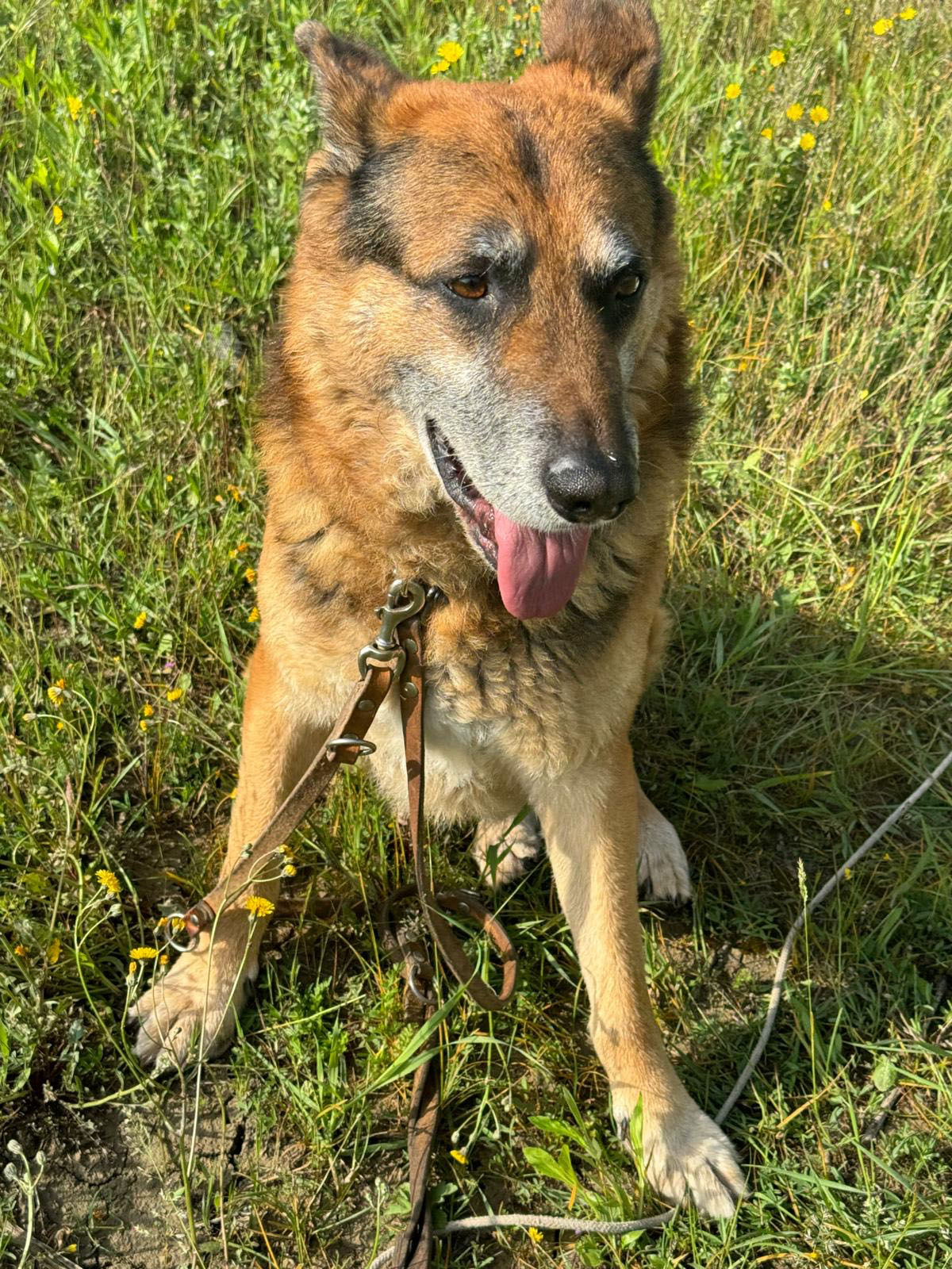 In memoria di Fido