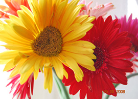 Fiori