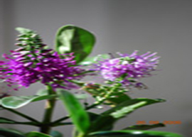 Fiori (macro)