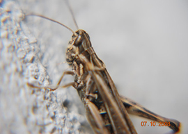 Macrofotografia