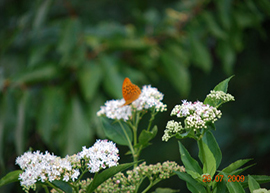 Farfalla sul fiore