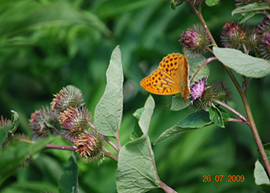 Fiori2