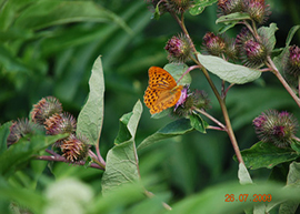 Fiori e farfalle